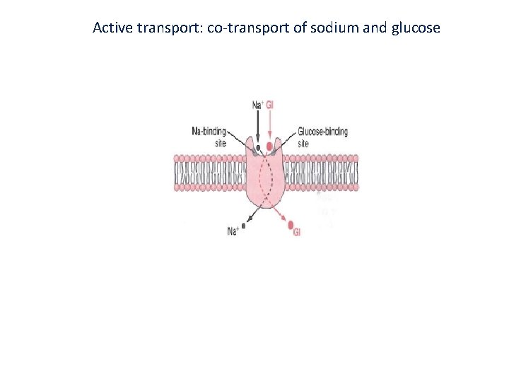 Active transport: co-transport of sodium and glucose 