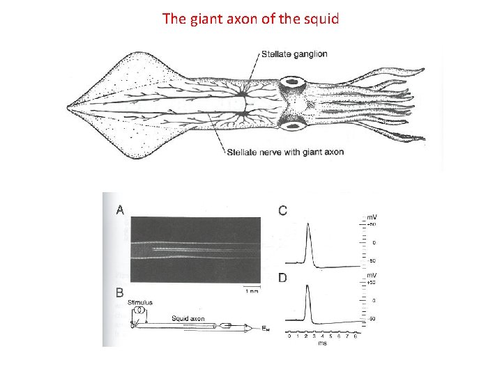 The giant axon of the squid 