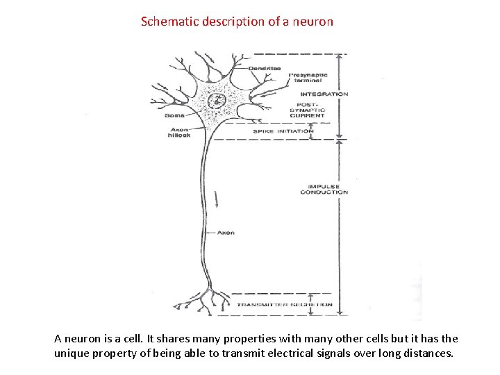 Schematic description of a neuron A neuron is a cell. It shares many properties