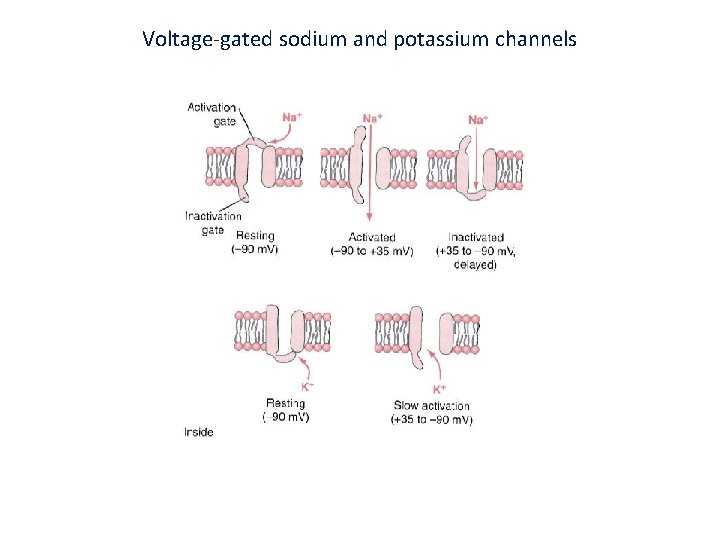 Voltage-gated sodium and potassium channels 