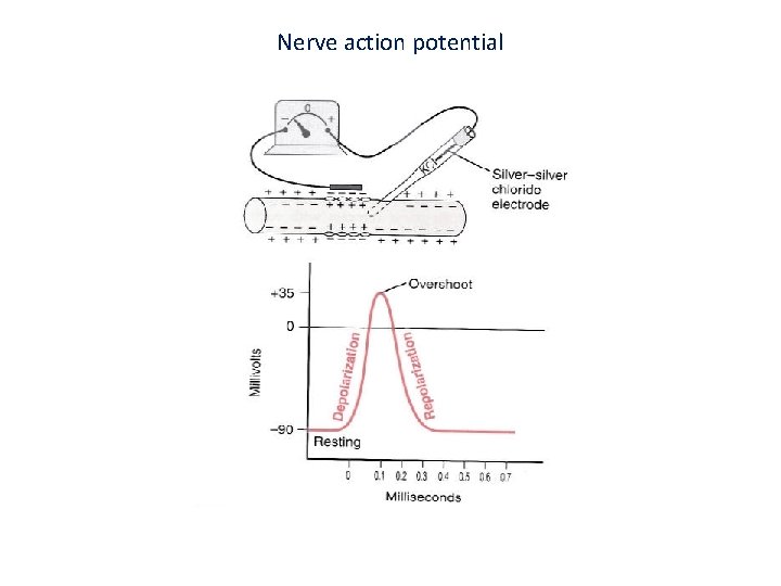 Nerve action potential 