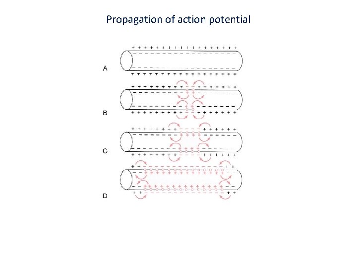 Propagation of action potential 