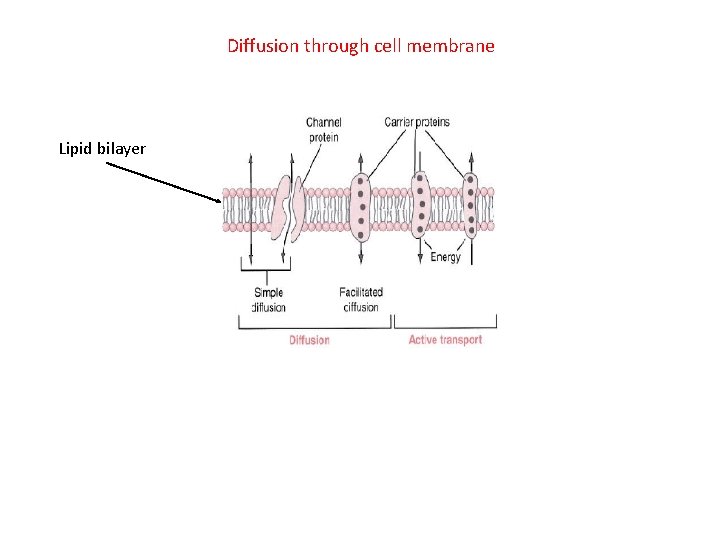 Diffusion through cell membrane Lipid bilayer 