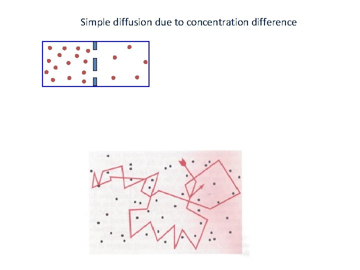 Simple diffusion due to concentration difference 