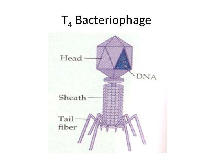 T 4 Bacteriophage 