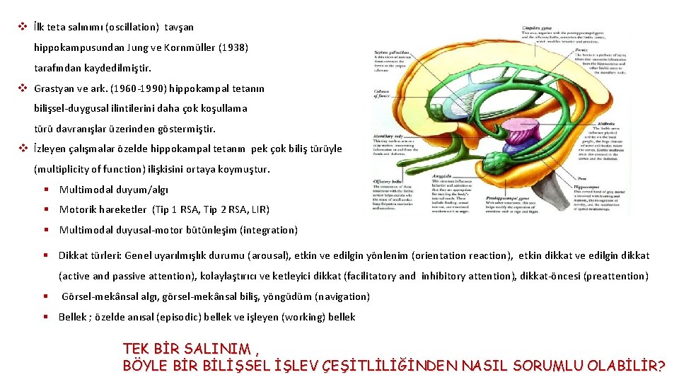 v İlk teta salınımı (oscillation) tavşan hippokampusundan Jung ve Kornmüller (1938) tarafından kaydedilmiştir. v