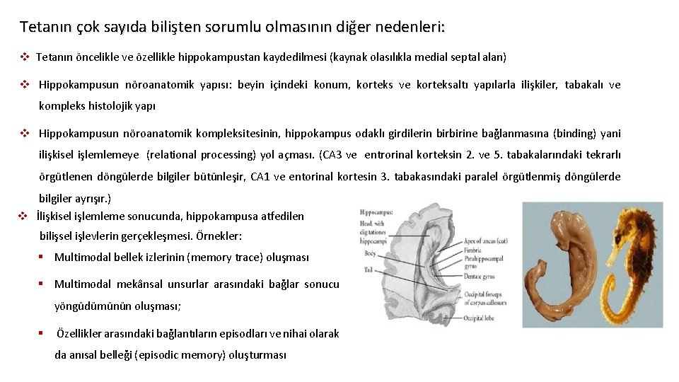 Tetanın çok sayıda bilişten sorumlu olmasının diğer nedenleri: v Tetanın öncelikle ve özellikle hippokampustan