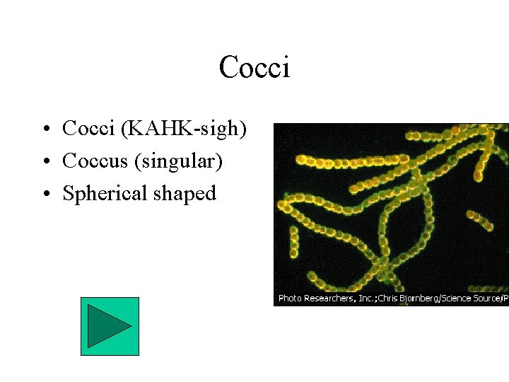 Cocci • Cocci (KAHK-sigh) • Coccus (singular) • Spherical shaped 