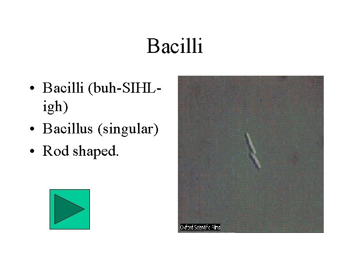 Bacilli • Bacilli (buh-SIHLigh) • Bacillus (singular) • Rod shaped. 