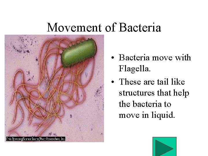 Movement of Bacteria • Bacteria move with Flagella. • These are tail like structures
