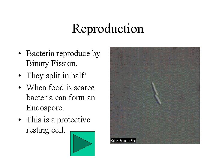 Reproduction • Bacteria reproduce by Binary Fission. • They split in half! • When