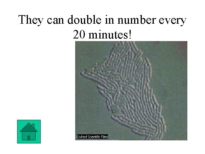 They can double in number every 20 minutes! 