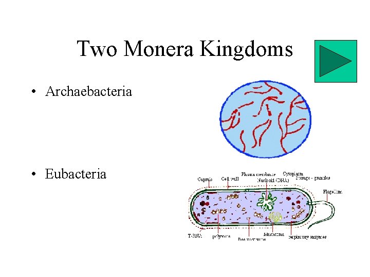 Two Monera Kingdoms • Archaebacteria • Eubacteria 