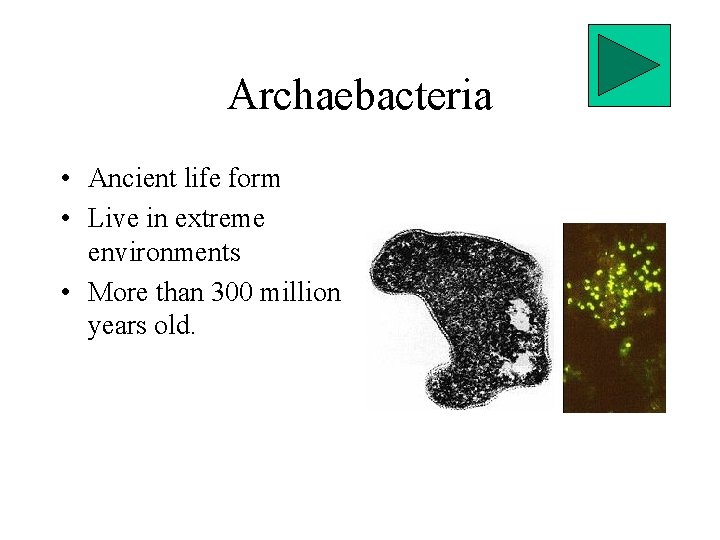 Archaebacteria • Ancient life form • Live in extreme environments • More than 300