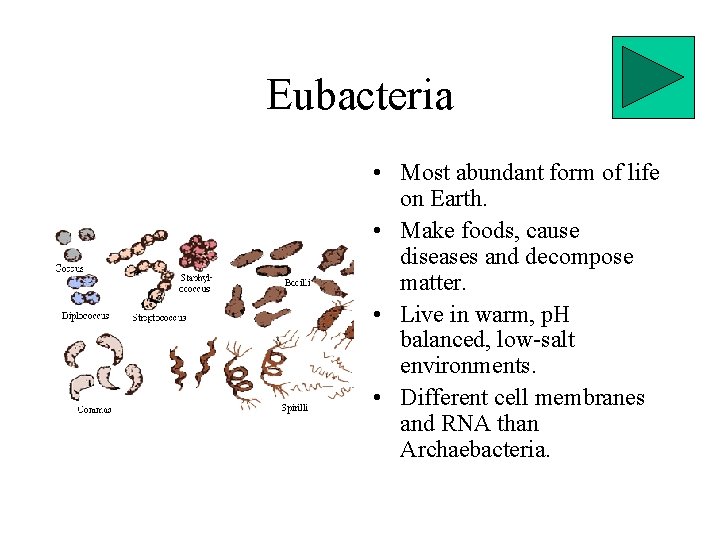 Eubacteria • Most abundant form of life on Earth. • Make foods, cause diseases