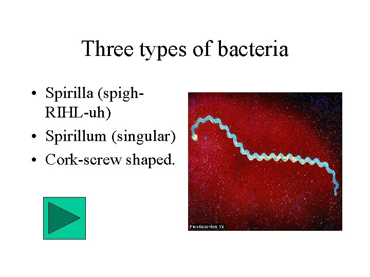 Three types of bacteria • Spirilla (spigh. RIHL-uh) • Spirillum (singular) • Cork-screw shaped.