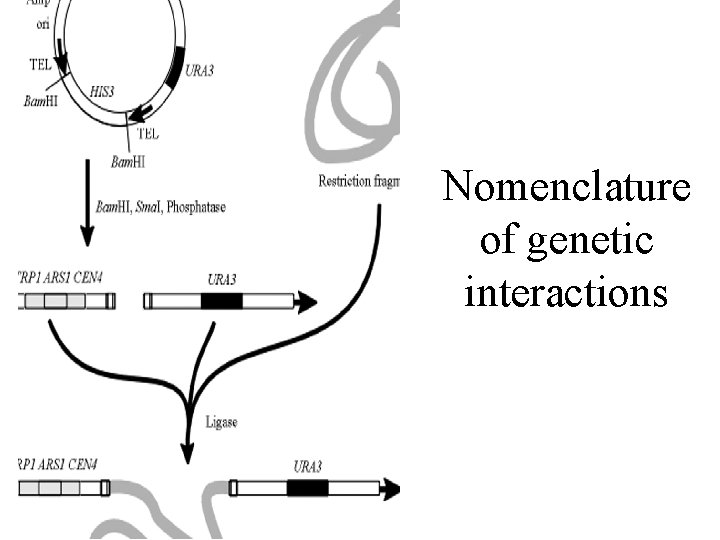 Nomenclature of genetic interactions 