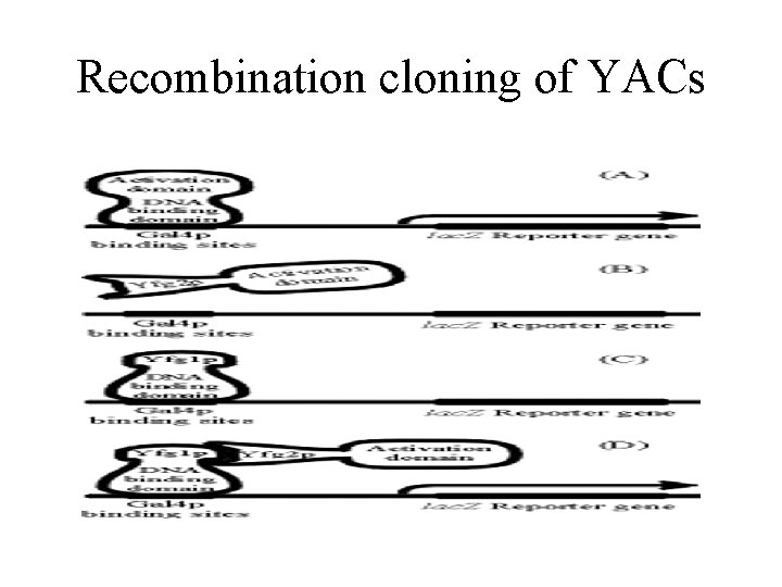 Recombination cloning of YACs 