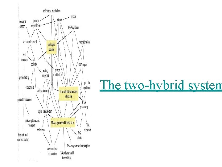 The two-hybrid system 