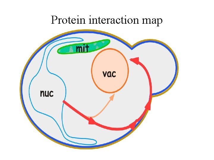 Protein interaction map 