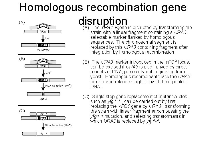 Homologous recombination gene disruption (A) The YFG 1 +gene is disrupted by transforming the
