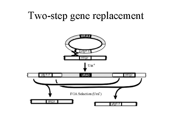 Two-step gene replacement 