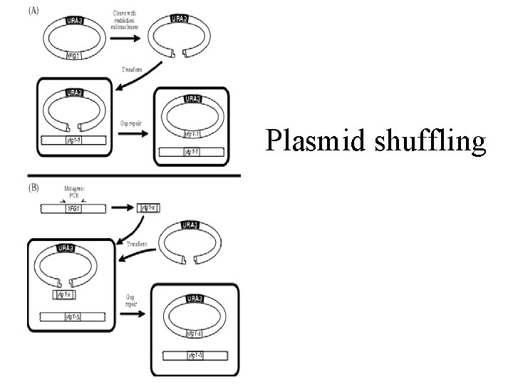 Plasmid shuffling 