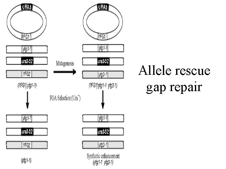 Allele rescue gap repair 