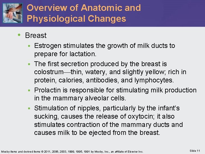 Overview of Anatomic and Physiological Changes • Breast Estrogen stimulates the growth of milk
