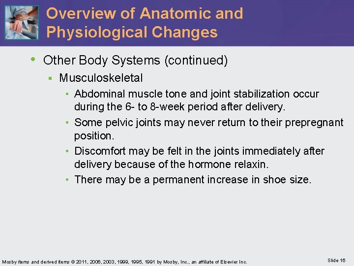 Overview of Anatomic and Physiological Changes • Other Body Systems (continued) § Musculoskeletal •