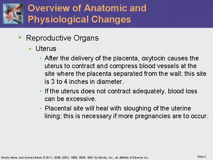 Overview of Anatomic and Physiological Changes • Reproductive Organs § Uterus • After the
