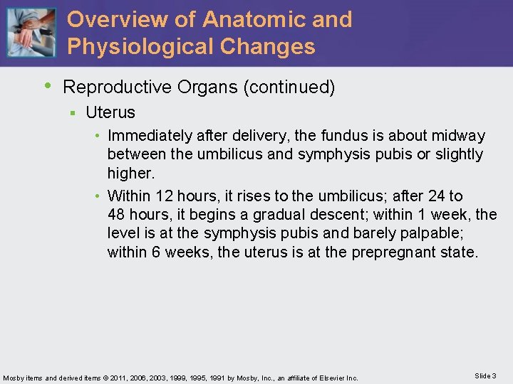 Overview of Anatomic and Physiological Changes • Reproductive Organs (continued) § Uterus • Immediately