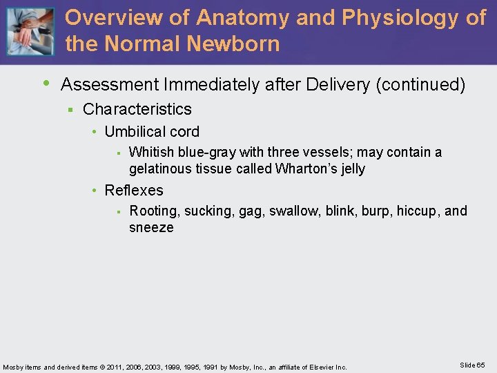 Overview of Anatomy and Physiology of the Normal Newborn • Assessment Immediately after Delivery