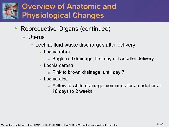 Overview of Anatomic and Physiological Changes • Reproductive Organs (continued) § Uterus • Lochia: