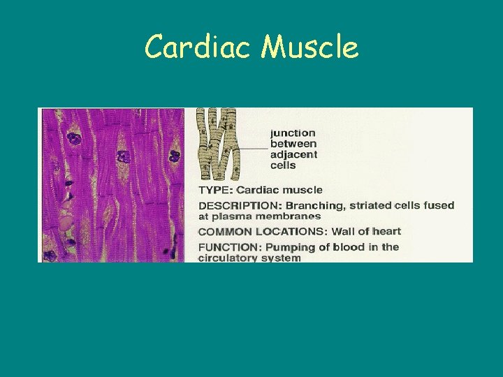 Cardiac Muscle 