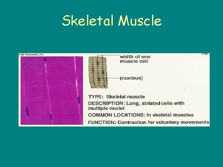 Skeletal Muscle 