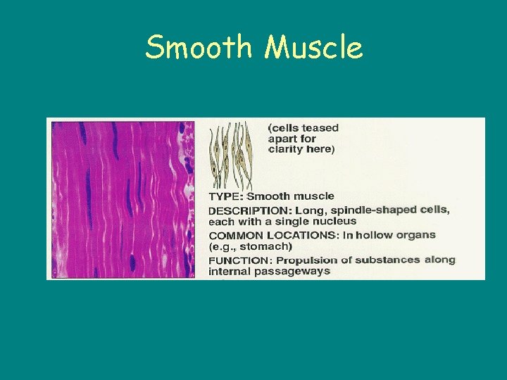 Smooth Muscle 