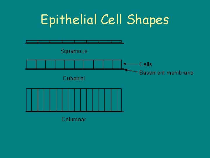 Epithelial Cell Shapes 