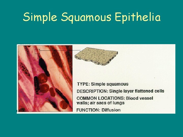 Simple Squamous Epithelia 