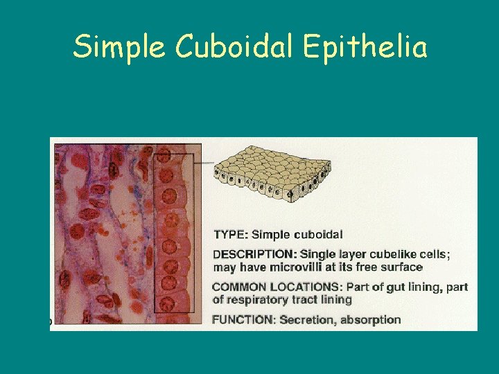 Simple Cuboidal Epithelia 