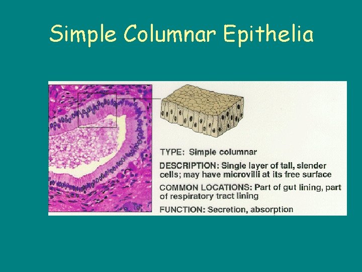 Simple Columnar Epithelia 