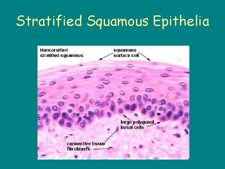 Stratified Squamous Epithelia 
