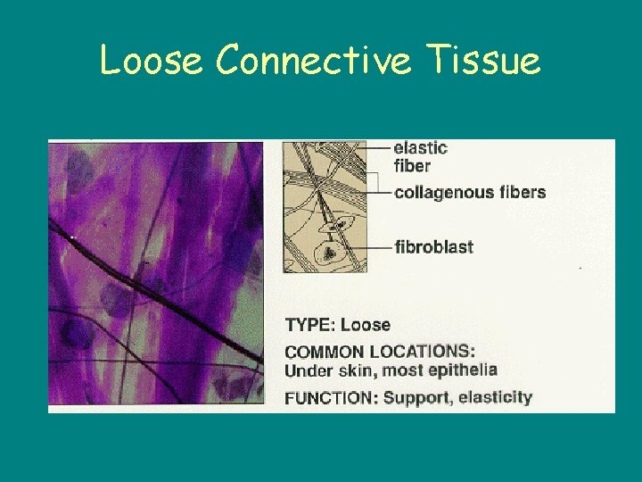 Loose Connective Tissue 