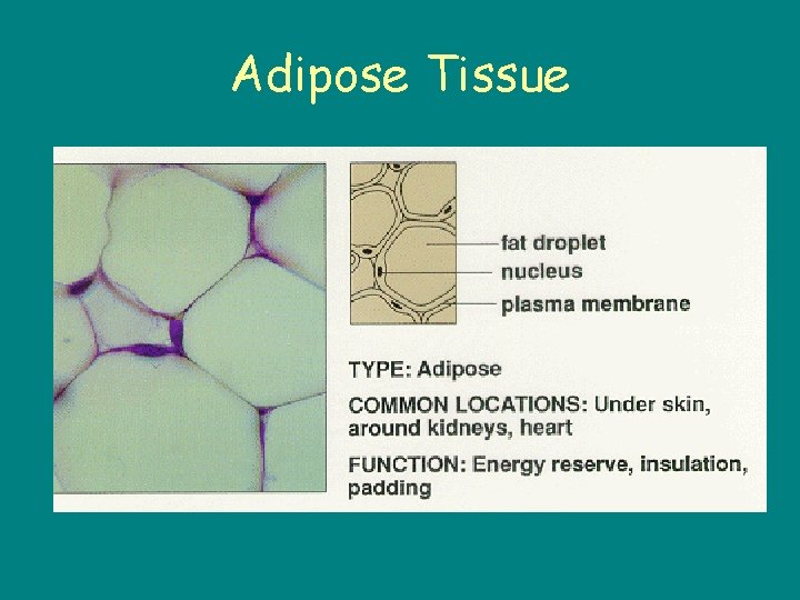 Adipose Tissue 