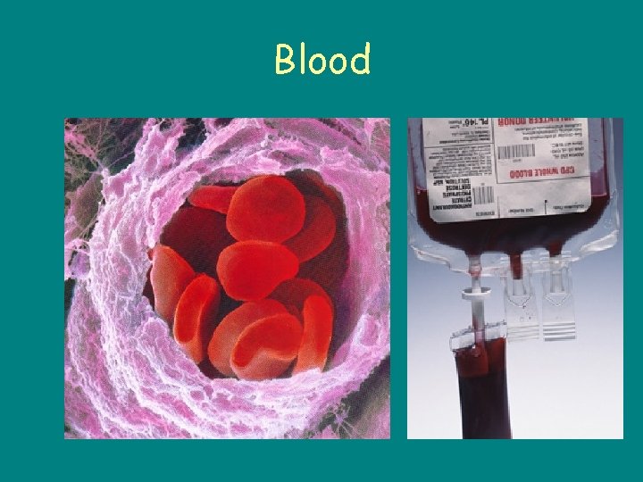 Blood 