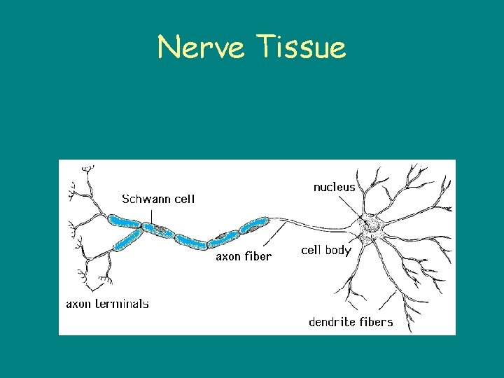 Nerve Tissue 