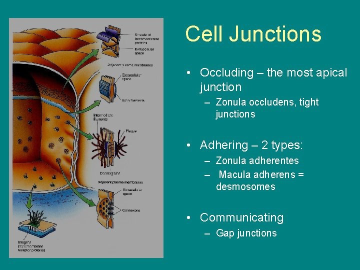 Cell Junctions • Occluding – the most apical junction – Zonula occludens, tight junctions