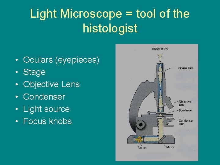 Light Microscope = tool of the histologist • • • Oculars (eyepieces) Stage Objective
