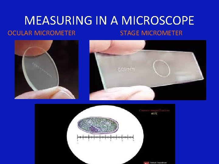 MEASURING IN A MICROSCOPE OCULAR MICROMETER STAGE MICROMETER 