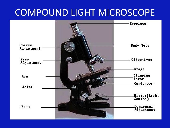 COMPOUND LIGHT MICROSCOPE 